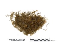 藏品(羽苔科)的圖片